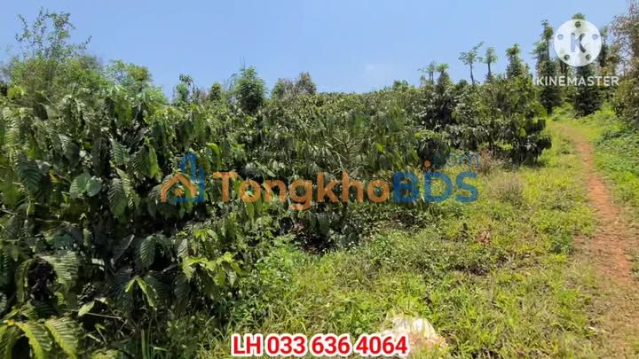 Bán gấp Farm Cafe Xanh Lùn 10.000m² mặt tiền QL14, Lâm Đồng - Sẵn sàng thu hoạch