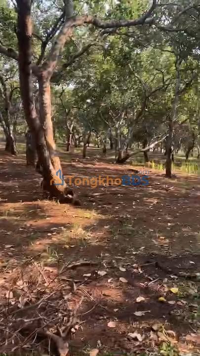 Bán Gấp Đất Vườn 20.000m² Mặt Tiền Đường Nhựa Xã Đak Ơ, Bình Phước - 2.6 Tỷ