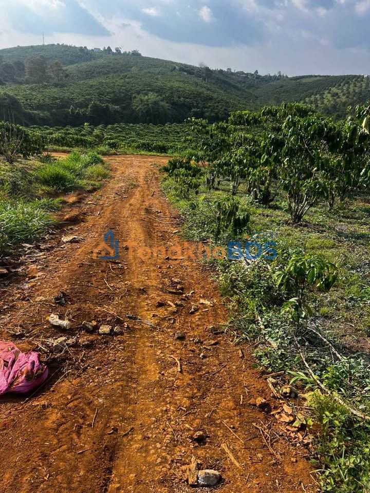 Bán Đất 10.000m² Mặt Tiền Đường Đoàn Thị Điểm, Bình Tân - Giá 7.2 Tỷ