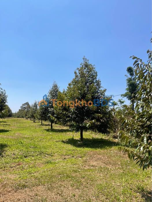 Đất vườn Ea H'đinh 5ha 2.08 tỷ - Nghỉ dưỡng lý tưởng