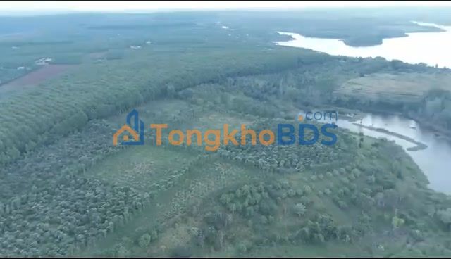 Bán Gấp Farm 28ha Đắk Nông - Sổ Đỏ 22ha, Thu Nhập Ổn Định