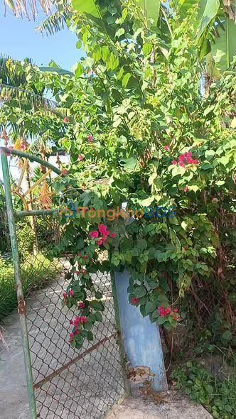 Nhà Cấp 4 Kiên Cố 136m² P. Nguyễn Nghiêm, Đức Phổ - Giá 6xx Triệu