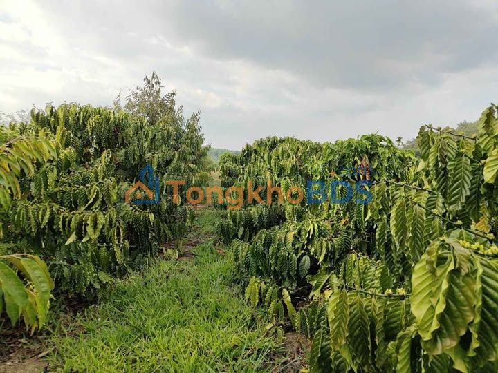 Farm 5.4ha Sầu Riêng 3 Năm Tuổi Tại Đơn Dương, Lâm Đồng - 7 Tỷ