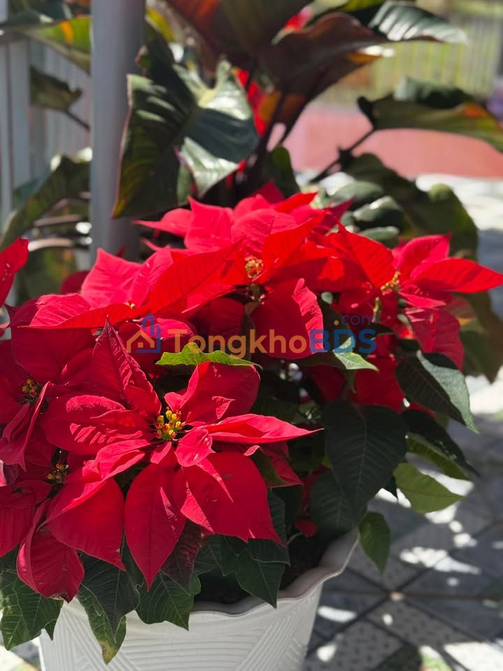 Nhà 180m² Phường Phú Trung, Tân Phú - Giá 1.5 Tỷ, Sẵn Sàng Ở Ngay