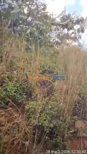 Trang trại Lơ Pang Gia Lai 2.880m2 giá 1.3 tỷ - Sổ đỏ chính chủ