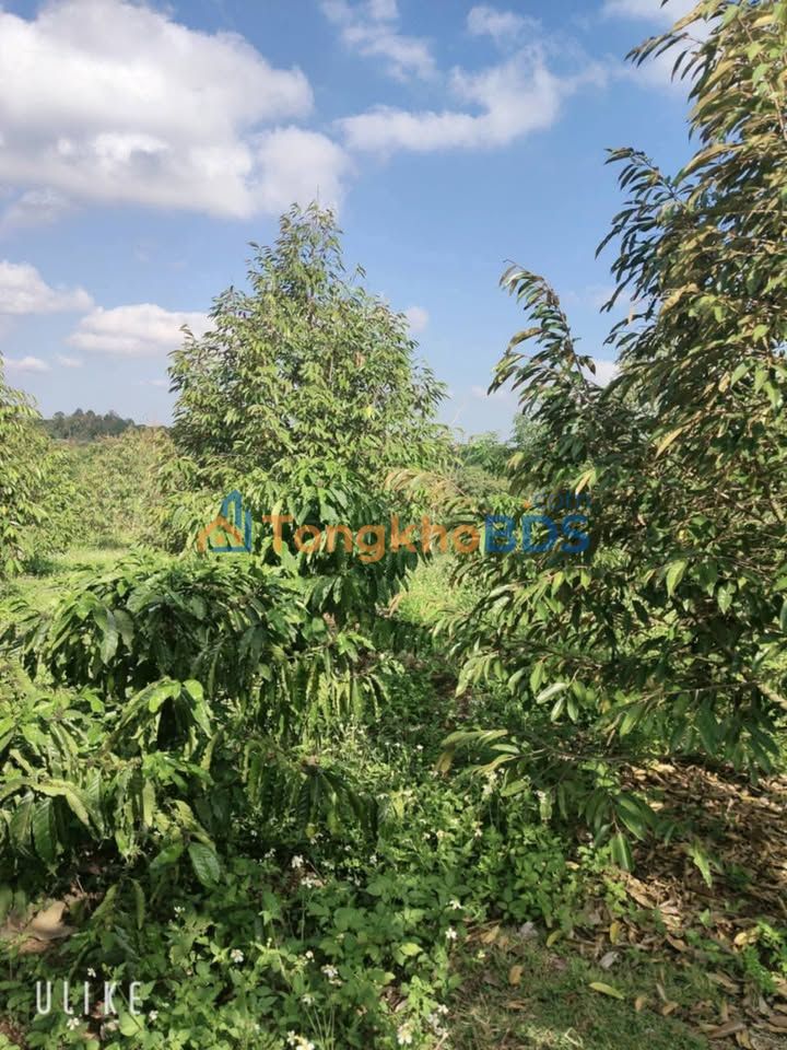Bán Gấp Đất Vườn Quảng Hiệp, Đắk Lắk - 16.560m² Có Nhà, Cà Phê, Sầu Riêng