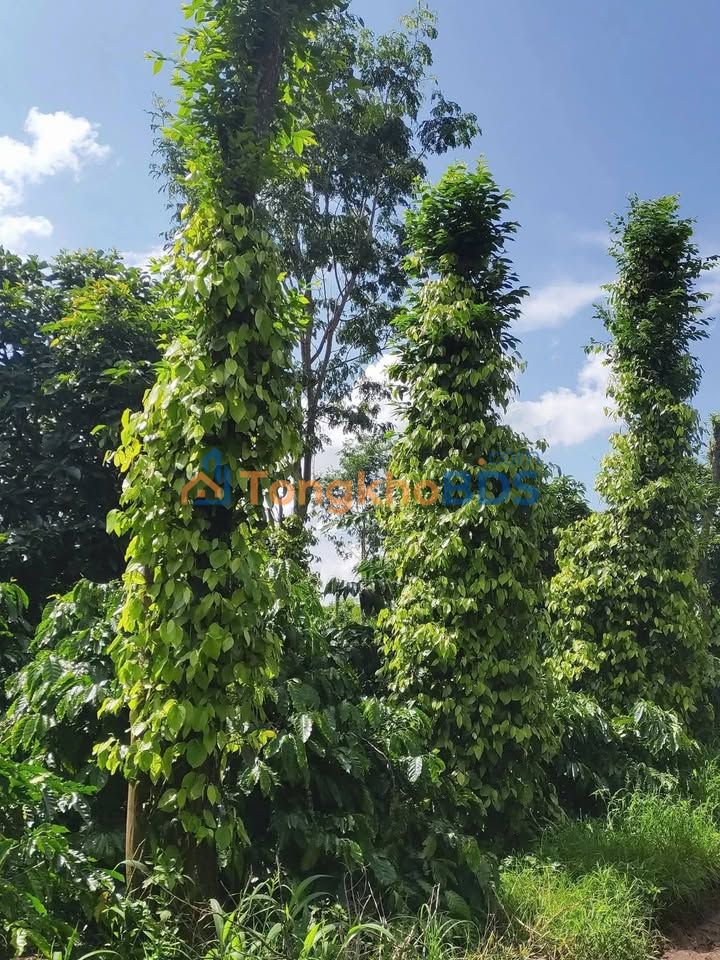 Đất vườn Cư M'gar 828m² 950 triệu - Đường to ô tô