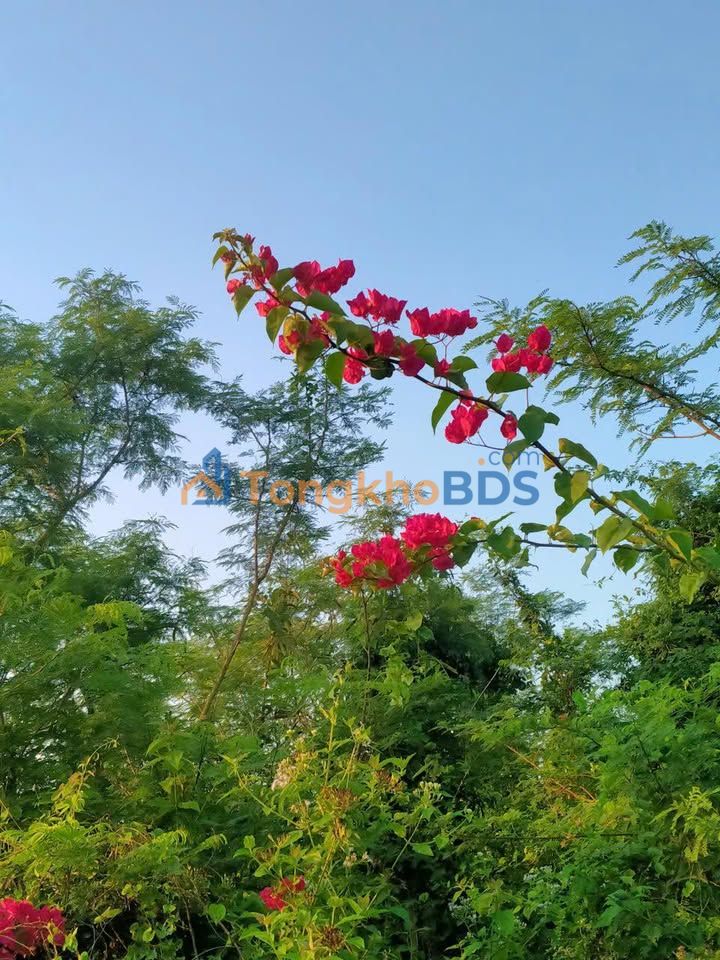 Đất Phước Hiệp Tuy Phước 119m² 1.2 tỷ - Tiềm năng tăng giá