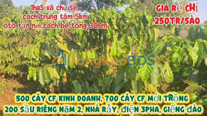 Đất Ia Blang Gia Lai 1.5ha 10.4 tỷ - Sổ đỏ chính chủ