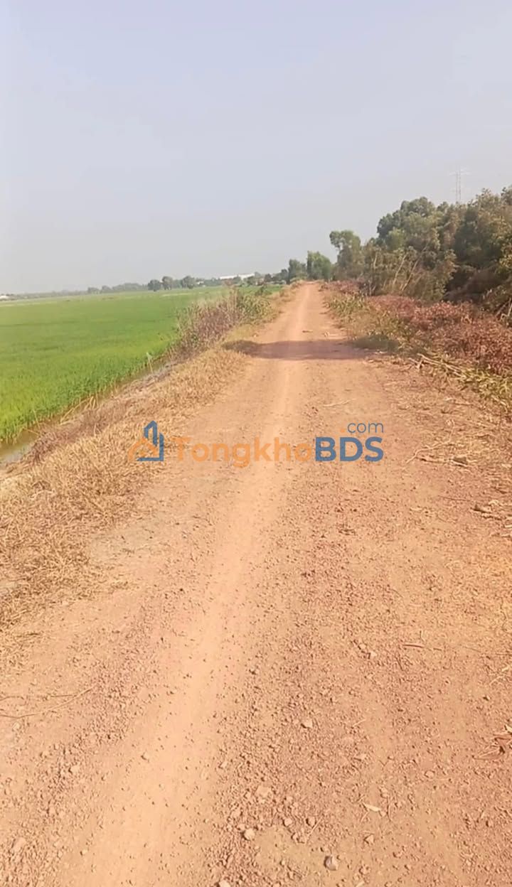 Đất nền Tân Tây Thạnh Hóa 100.000m² 25 tỷ - Đường to ô tô