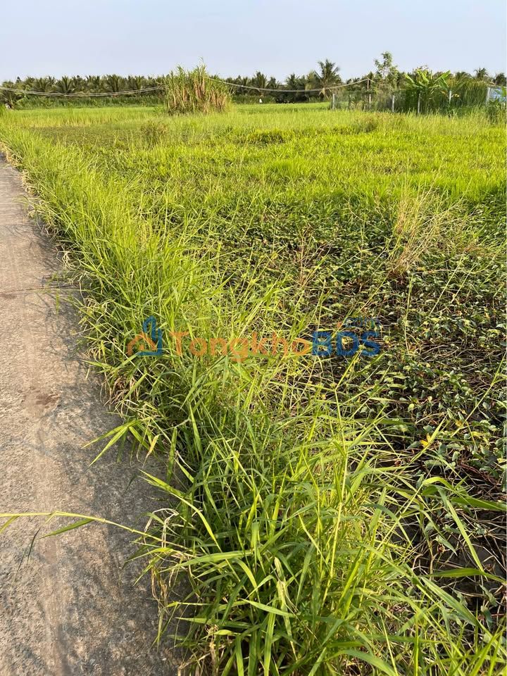 Đất Vườn 500m² An Vĩnh Ngãi, Tân An - Giá Tốt Đầu Tư