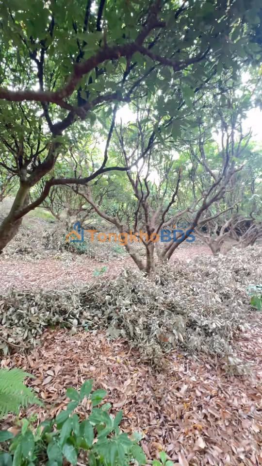 Đất Vườn Lục Ngạn 5600m² - Vải Cổ Thụ, Nghỉ Dưỡng & Đầu Tư Sinh Lời