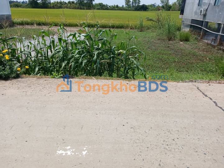 Đất nền Lấp Vò 367m² sổ hồng - Giá chỉ 900 triệu