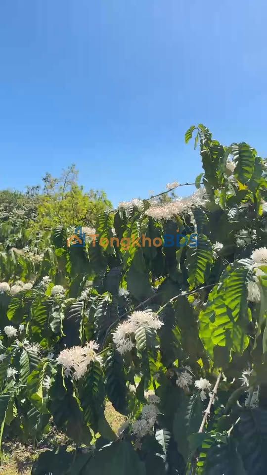 Bán Gấp 1.5ha Đất Rẫy Cà Phê View Hồ Thủy Lợi Đăkrtit - Sổ Hồng