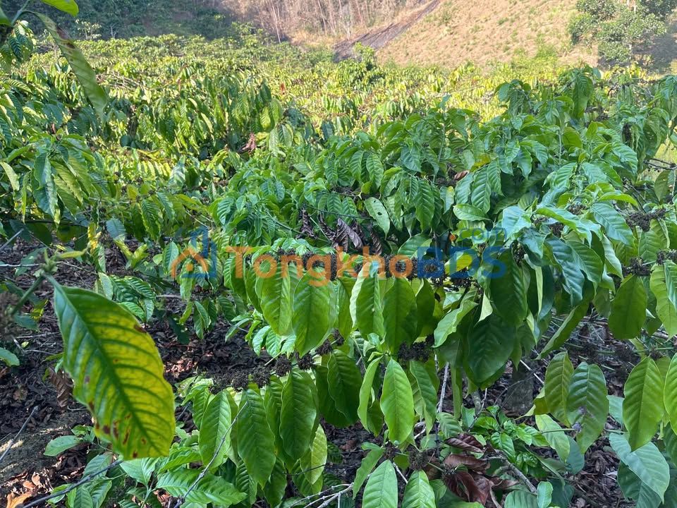 Bán gấp 2.5ha đất rẫy cafe kinh doanh tại Krông Nô, Đắk Lắk - Giá 450 triệu