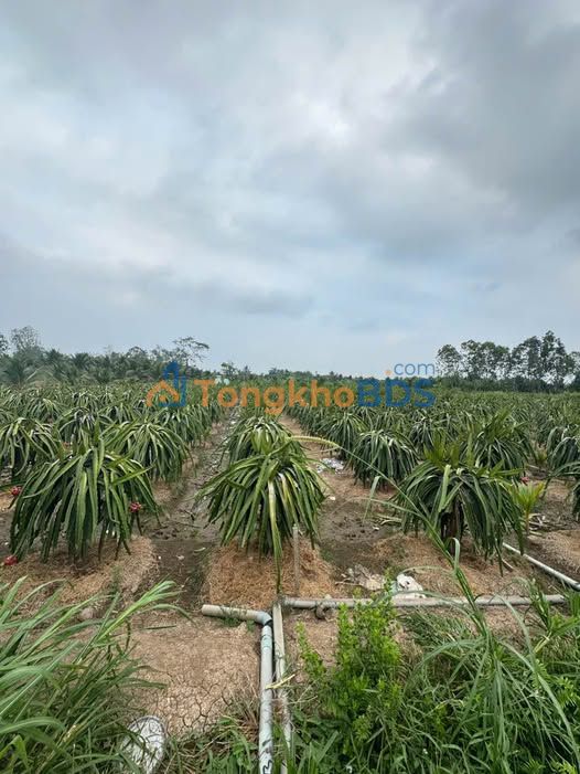 Đất Vườn Tiền Giang 3300m² - Giá Tốt 2.27 Tỷ, Trồng Dừa Xanh Mát