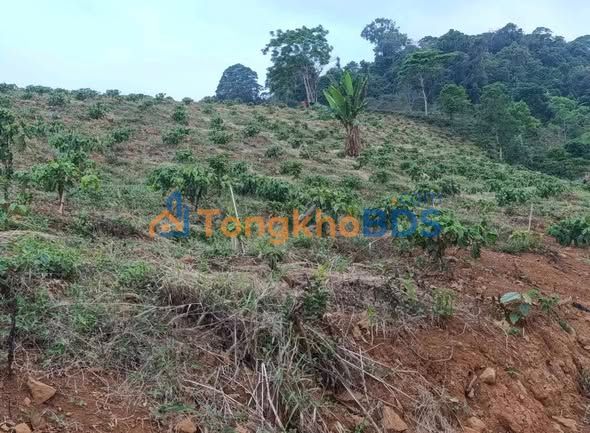 Bán Đất Vườn 11000m² Lộc Bắc, Bảo Lâm - Sổ Đỏ, Đường Ô Tô