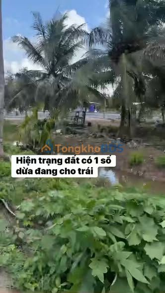 Bán Gấp Đất Vườn Dừa Bến Tre 4000m² - Sổ Hồng 300m² Thổ Cư