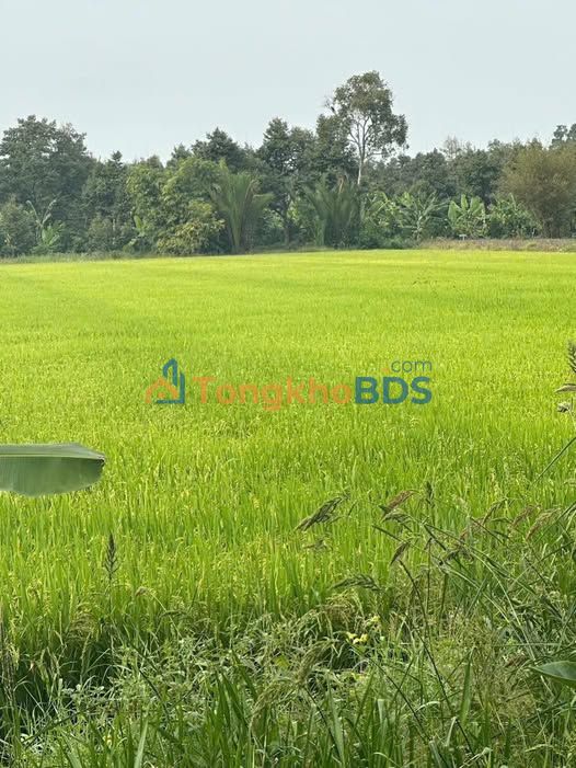 Bán Gấp 9 Công Đất Lúa Vị Hỏa Lựu, Cần Thơ - 810 Triệu