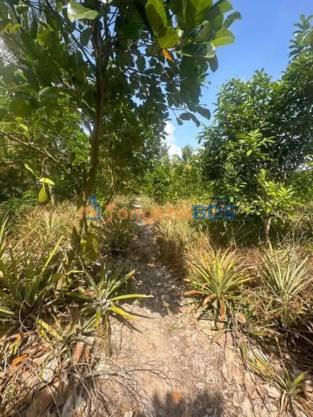 Bán Gấp Đất Vườn 3000m² Xã Hoả Lựu, Hậu Giang - Sẵn Vườn Cây Ăn Trái