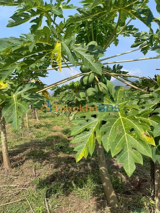 Đất Vườn 7200m² Gần Phan Thiết - Pháp Lý Sổ Hồng, Giá Chỉ 980 Triệu