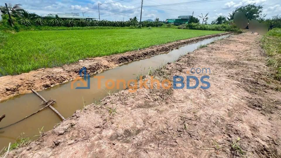 Đất Nền Hàm Liêm 1600m² - Sổ Hồng Vuông Vức, Oto Tới Tận Nơi