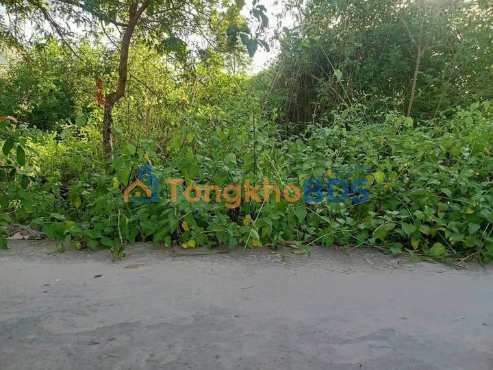 Bán đất trồng cây lâu năm 156m² Phường 5, Bạc Liêu - Giá 380 triệu