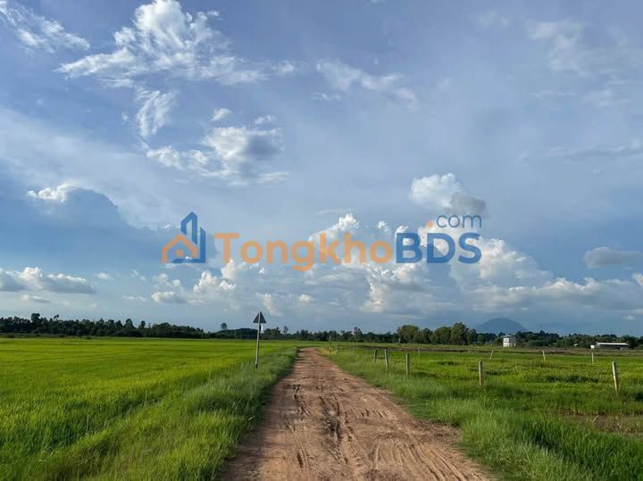 Bán Gấp Đất Lúa 3600m² An Bình, Châu Thành, Tây Ninh - Giá 200 Triệu