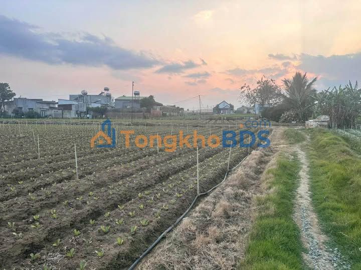 Bán Gấp Vườn 3.5 Sào Thạnh Mỹ, Đơn Dương - Sẵn Nước, Điện, Béc Tưới