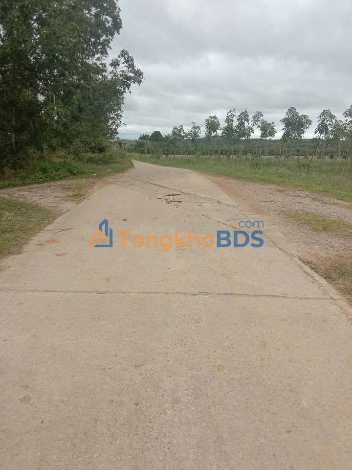 Farm 3.4ha Đắk Lắk - Sầu Riêng Dona, Cao Su Khai Thác - Giá 5.1 Tỷ