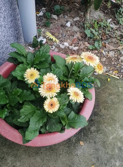 Đất nền Quới An Vũng Liêm 1000m2 1.6 tỷ - Sổ đỏ chính chủ