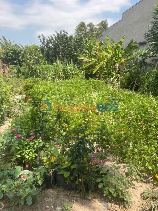 Đất Hàm Đức Hàm Thuận Bắc 160m² 500 triệu - Pháp lý rõ ràng