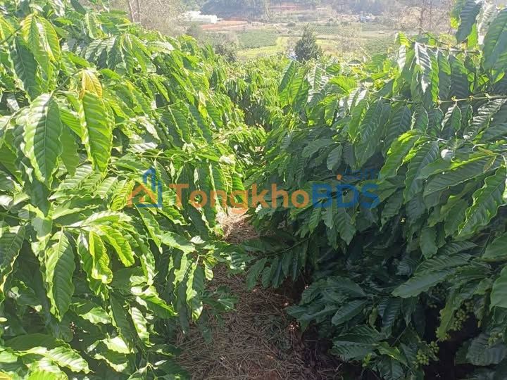 Bán Đất Vườn Lâm Đồng 5200m² - Sổ Sẵn, Giá 3 Tỷ