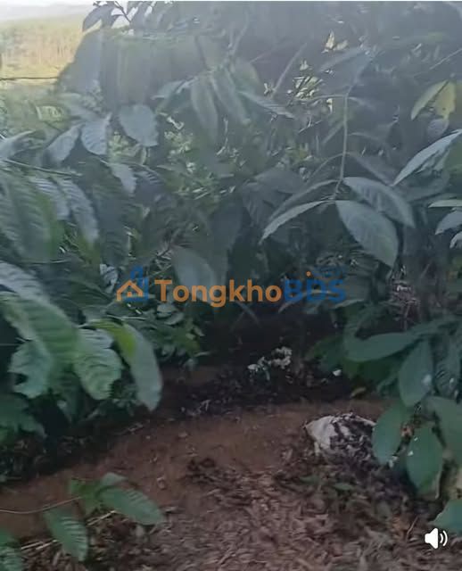 Farm 2.1ha Tà Hine, Đức Trọng - Sổ hồng, view hồ bạc, giá 3.5 tỷ