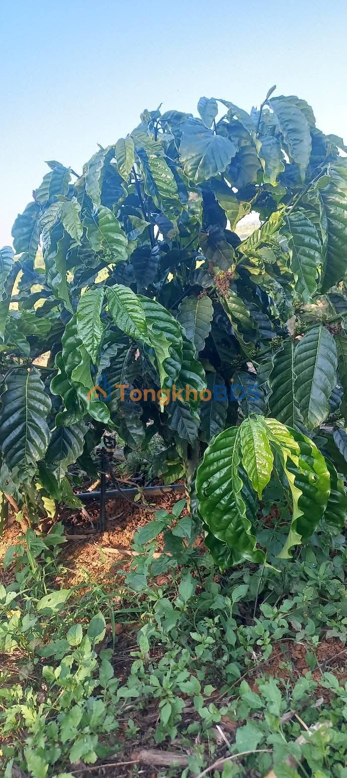 Bán Đất Rẫy 10.5ha Đắk Nông - Sổ Đỏ 8ha, Ô Tô Tận Nơi