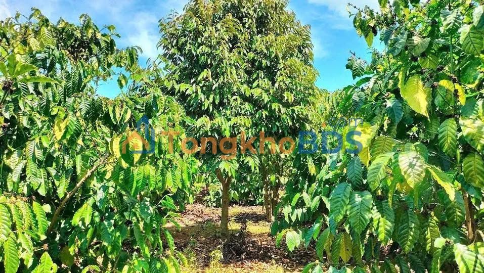 Đất Vườn 47000m² Bảo Lâm - Sổ Hồng Sẵn Sàng - 3.25 Tỷ