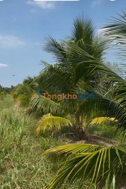 Đất vườn Giồng Trôm 4000m² giá 800 triệu - Đầu tư dài hạn