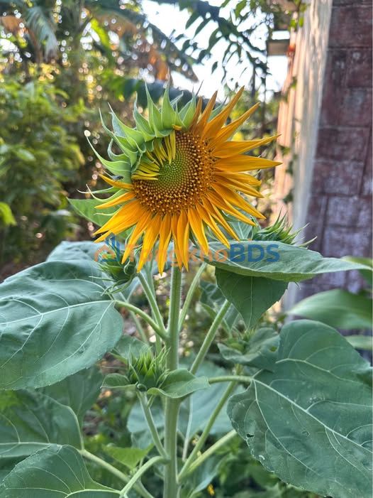 Đất Thọ Quang 145m² 800-899 triệu - Đường to ô tô