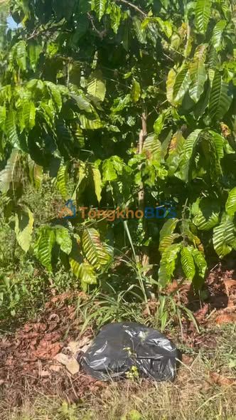 Farm Ea Sin Krông Búk 4.0ha 24 tỷ Sổ đỏ chính chủ