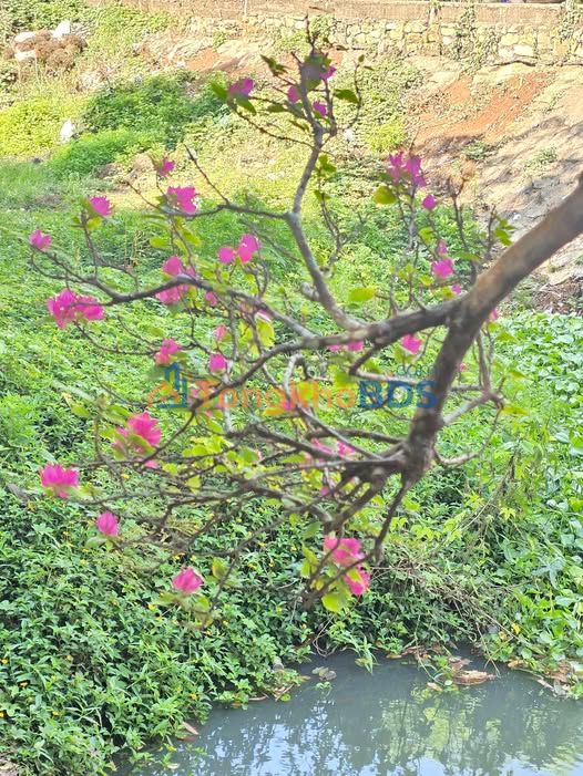 Đất Vườn Nghĩa Thành 3000m² - Sổ Lúa Sẵn Sàng, Giá Đầu Tư 1.6 Tỷ