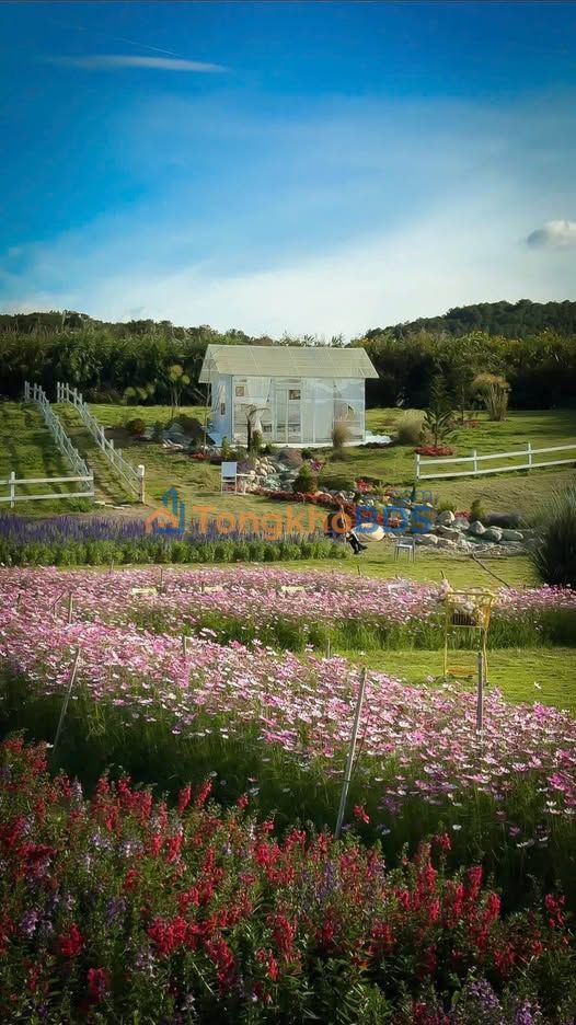 Sang Quán Cafe View Rừng Thông Cực Đẹp Đà Lạt - 15.000m²