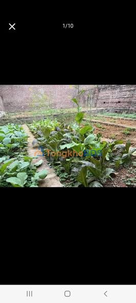 Nhà Vườn Cam Đường 215.7m² Sổ Đỏ Chính Chủ - Giá 1.98 Tỷ