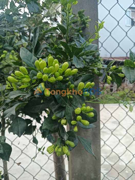 Đất nền Huỳnh Tịnh Của Quy Nhơn 80m² giá 3,3 tỷ - Sổ đỏ chính chủ