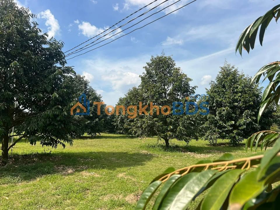 Đất Vườn Cẩm Mỹ 1440m² - Sổ Đỏ Rõ Ràng, Giá Đầu Tư 3.2 Tỷ