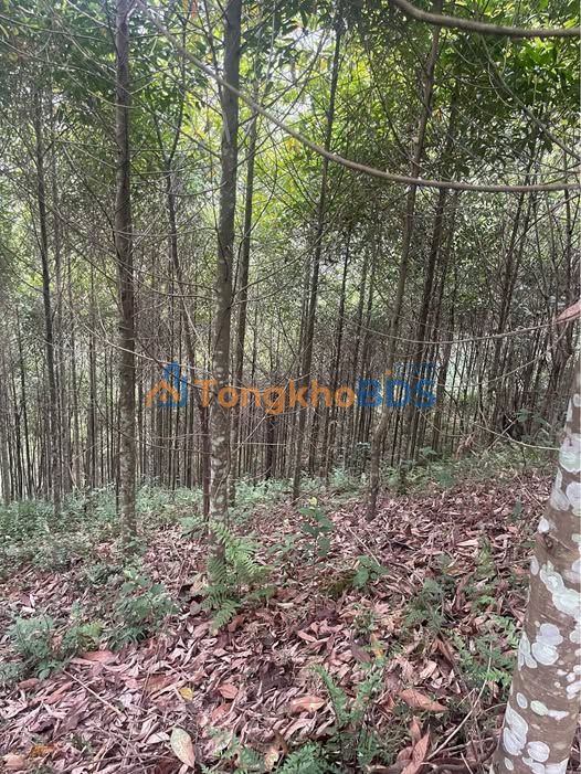 Bắc Kạn: Bán Gấp 5.1ha Đất Vườn Na Rì - Sổ Hồng, Nguồn Nước Quanh Năm