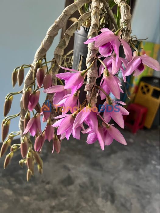 Nhà Cấp 4 Đường Phùng Khắc Khoan, Bảo Lộc - Giá 2 Triệu/Tháng