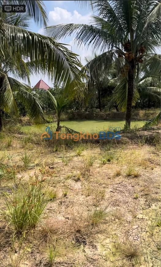 Đất Vườn Tiền Giang 26.000m² - Sổ Hồng Rõ Ràng - Giá Đầu Tư 1.9 Tỷ/Công