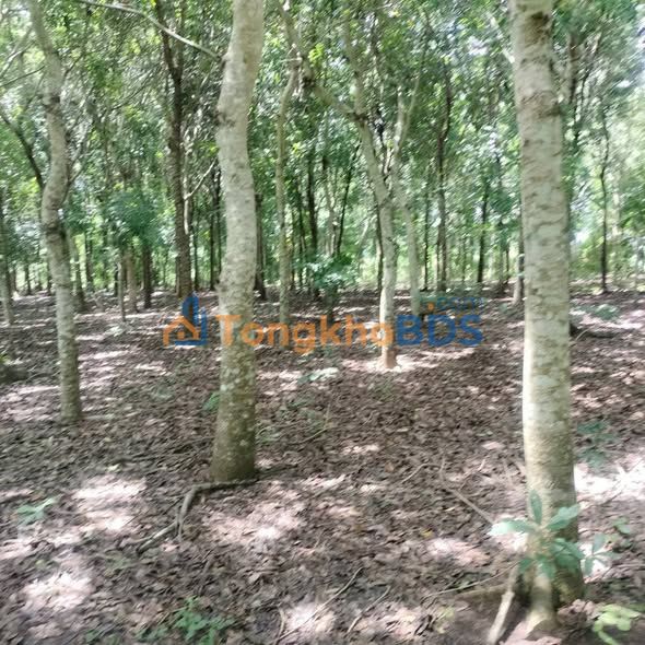 Đất Vườn Bình Phước - 1000m² Mặt Tiền Đường Bê Tông, Giá 3.x Tỷ