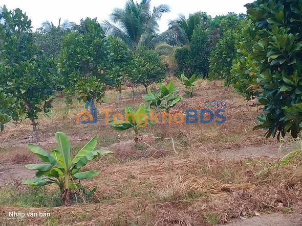 Đất Vườn Xanh Mát 4000m² Tánh Linh, Bình Thuận - Sổ Đỏ Chính Chủ