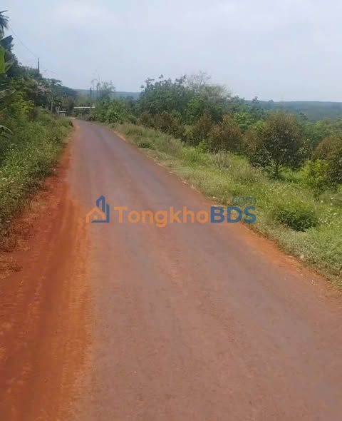 Trang trại Sầu Riêng, Măng Cụt 14.000m² Đồng Nai - Giá hơn 4 Tỷ